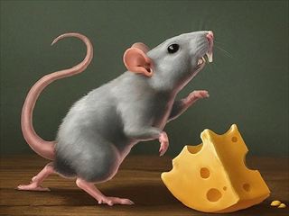 【You have to eat cheese】Thumbnail Image