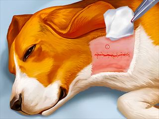【Dog Hospital】Thumbnail Image
