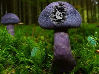 【Mushroom Forest Adventure】Thumbnail Image