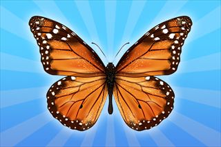 【MergeButerfly】Thumbnail Image